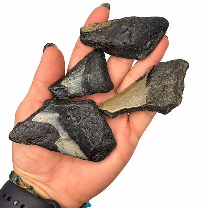 Genuine prehistoric megalodon tooth fragments - Magick Souls