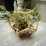 Crystal Air Plant Terrariums