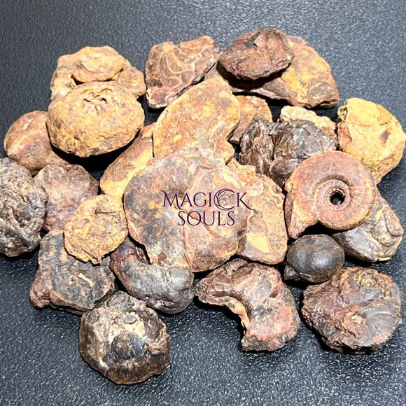 Ammonite Fossils Mixed Quality (By The Ounce Or Pound) Spiral Ammonoids Wholesale Home & Living > Home Decor > Home