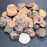 Ammonite Fossils Mixed Quality (By The Ounce Or Pound) Spiral Ammonoids Wholesale Home & Living > Home Decor > Home