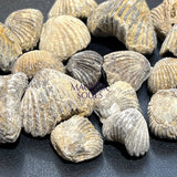 Brachiopod Shell Fossils Collection Bulk Wholesale Lot Fossil Carving From Morocco Home & Living > Home Decor > Home