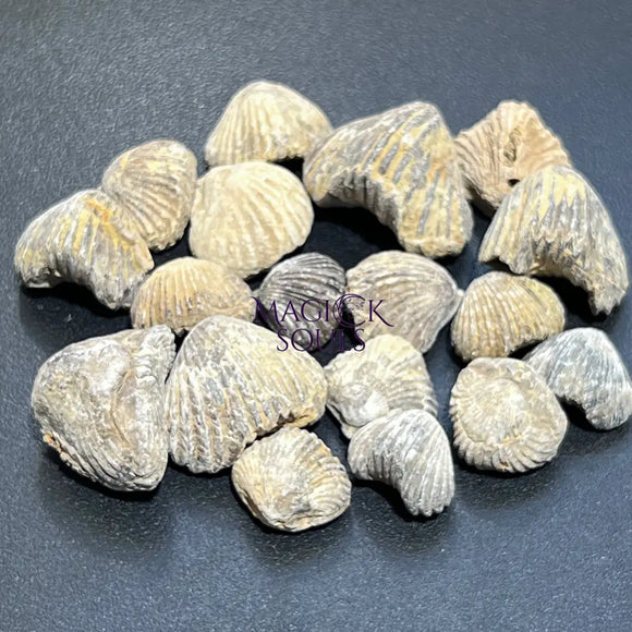 Brachiopod Shell Fossils Collection Bulk Wholesale Lot Fossil Carving From Morocco Home & Living > Home Decor > Home