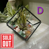 Crystal Air Plant Terrariums - Magick Souls
