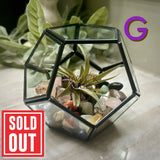 Crystal Air Plant Terrariums - Magick Souls
