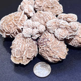 Desert Rose Selenite Crystals Rough (1 Kilo)(2.2 LBs) Bulk Wholesale Lot Raw Gemstones Home & Living > Home Decor >