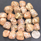 Leopardite (Leopard Jasper) Tumbled Stones (By The Piece or Pound) Wholesale Home & Living > Home Decor > Home Accents
