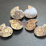 Matching Ammonite Fossil Pairs Polished Carving Spiral Ammonoids Home & Living > Home Decor > Home Accents > Rocks &