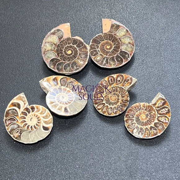 Matching Ammonite Fossil Pairs Polished Carving Spiral Ammonoids Home & Living > Home Decor > Home Accents > Rocks &