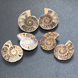 Matching Ammonite Fossil Pairs Polished Carving Spiral Ammonoids Home & Living > Home Decor > Home Accents > Rocks &