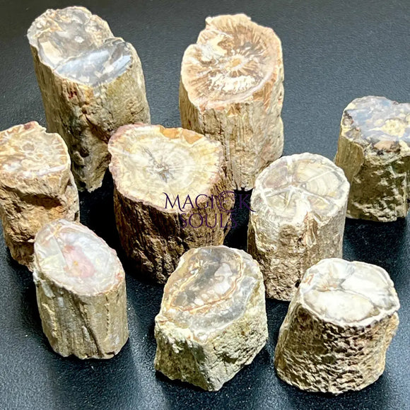 Petrified Wood Slices (By The Piece or Pound) Rough Carving Wholesale Home & Living > Home Decor > Home Accents > Rocks
