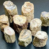 Petrified Wood Slices (By The Piece or Pound) Rough Carving Wholesale Home & Living > Home Decor > Home Accents > Rocks