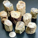 Petrified Wood Slices (By The Piece or Pound) Rough Carving Wholesale Home & Living > Home Decor > Home Accents > Rocks