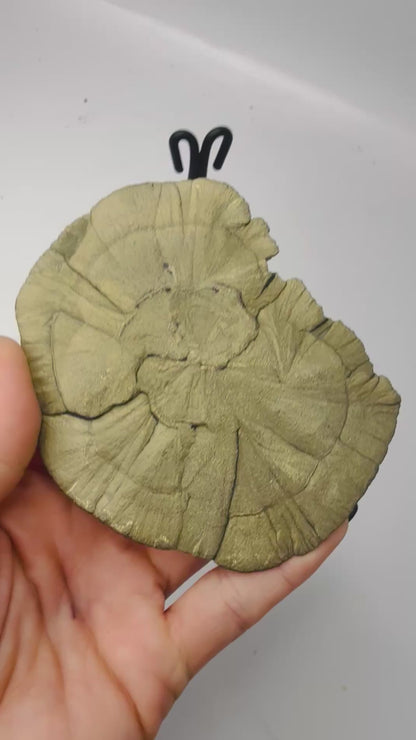 Large Pyrite Sun– Natural Pyrite Dollar from Sparta, Illinois