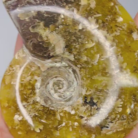 Polished ammonite fossil video showing suture detail and shimmer - Magick Souls