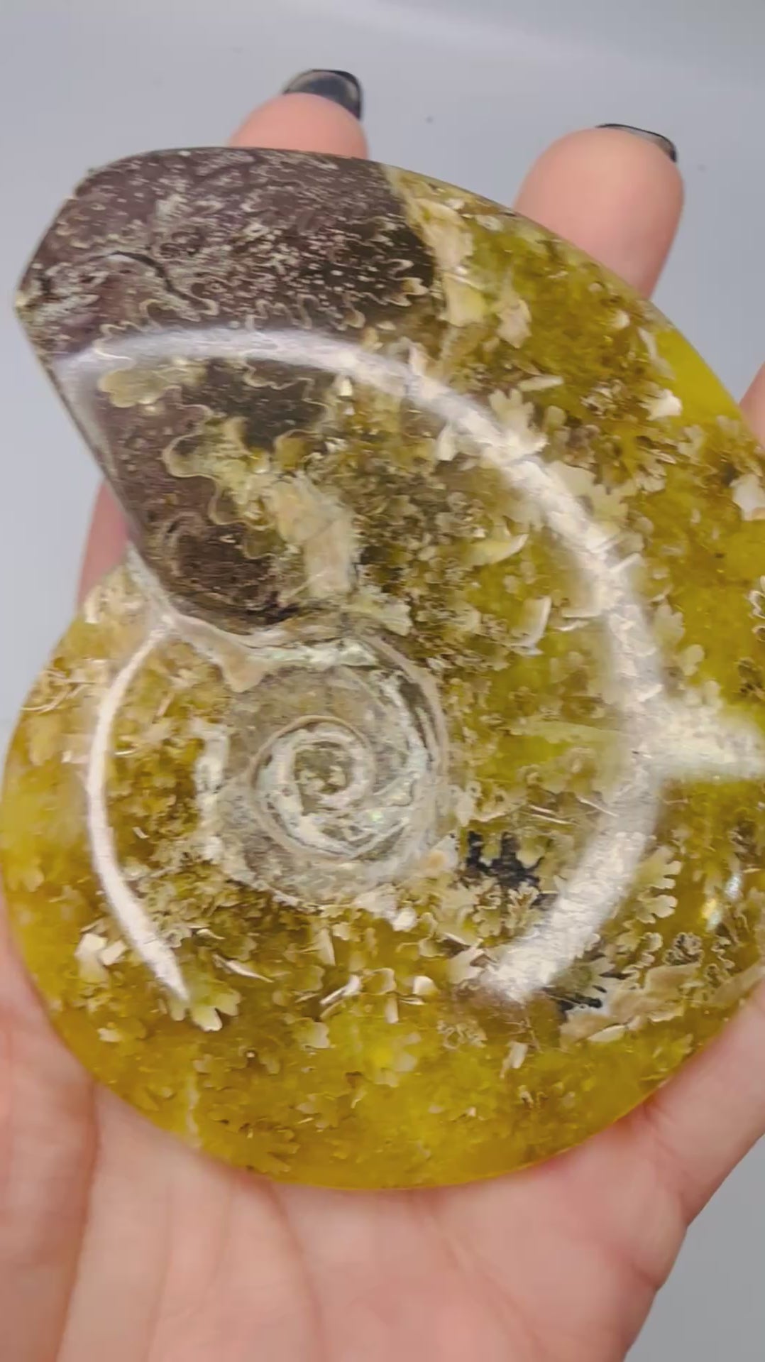 Polished ammonite fossil video showing suture detail and shimmer - Magick Souls