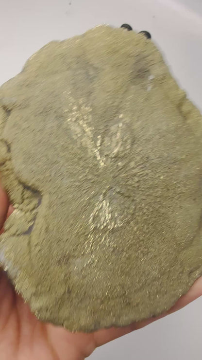 Large Pyrite Sun – Natural Pyrite Dollar from Sparta, Illinois