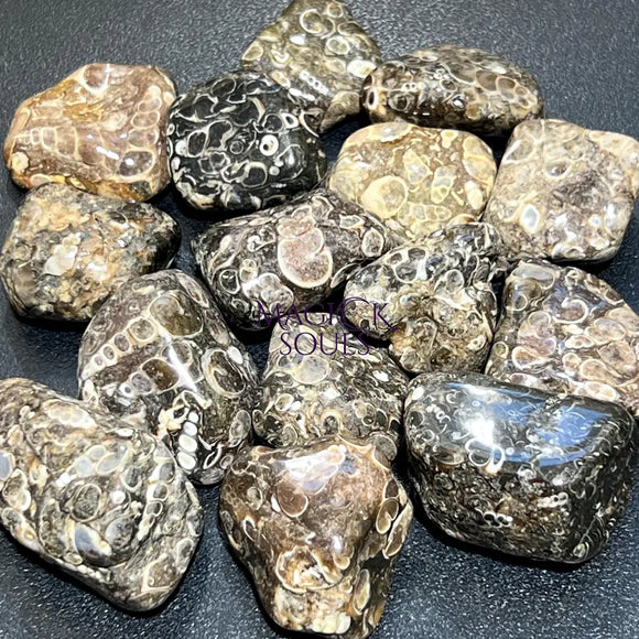 Turritella Agate Tumbled Fossil Stone (UV Reactive)(By The Piece Or Pound) Bulk Wholesale Gemstone Supply Home & Living