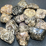Turritella Agate Tumbled Fossil Stone (UV Reactive)(By The Piece Or Pound) Bulk Wholesale Gemstone Supply Home & Living