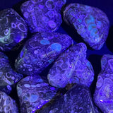 Turritella Agate Tumbled Fossil Stone (UV Reactive)(By The Piece Or Pound) Bulk Wholesale Gemstone Supply Home & Living
